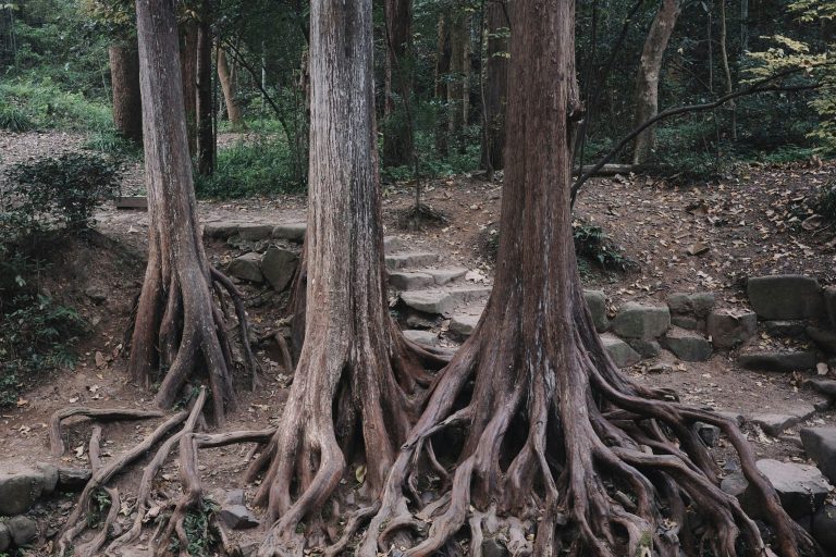 rak-ankong-thYmYAf5X9c-unsplash Photo par Rak Ankong sur Unsplash